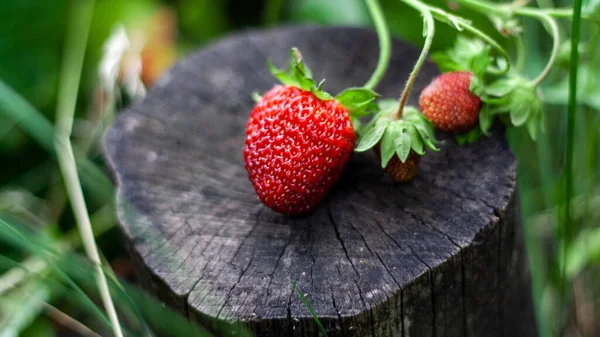 Rode aardbeien liggen op stomp tegen groene bladeren — Stockfoto