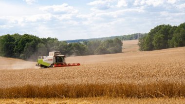 Buğday hasadını ekin tarlasında olgunlaşmış buğday hasat eder.
