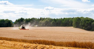 Buğday hasadını ekin tarlasında olgunlaşmış buğday hasat eder.