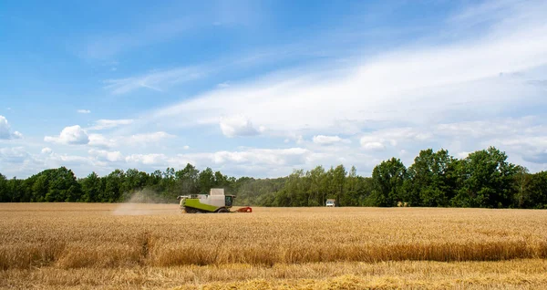 Комбайн собирает спелую пшеницу в поле — стоковое фото