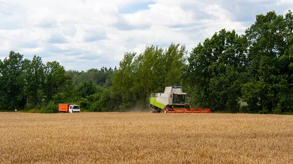 Buğday hasadını ekin tarlasında olgunlaşmış buğday hasat eder. — Stok fotoğraf