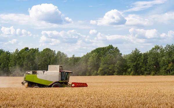 Комбайн собирает спелую пшеницу в поле — стоковое фото