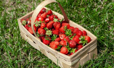 Yeşil çimenli kırmızı çilekli ahşap sepet.