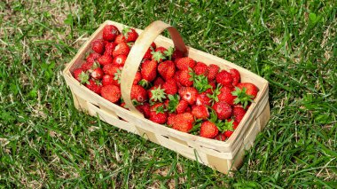 Yeşil çimenli kırmızı çilekli ahşap sepet.