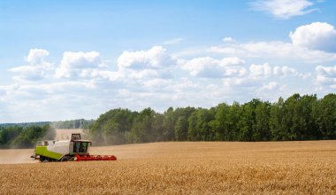 Buğday hasadını ekin tarlasında olgunlaşmış buğday hasat eder.