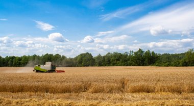 Buğday hasadını ekin tarlasında olgunlaşmış buğday hasat eder.