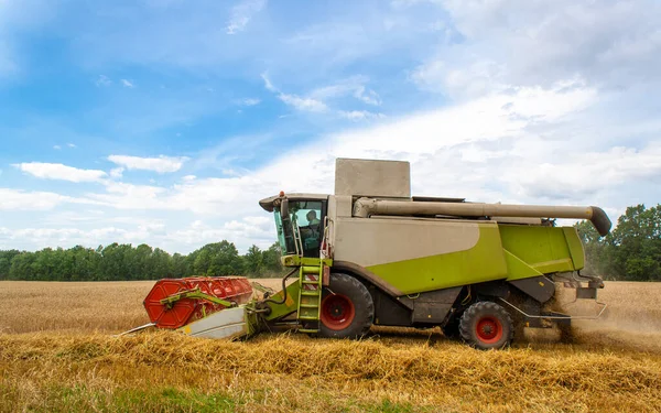 Buğday hasadını ekin tarlasında olgunlaşmış buğday hasat eder.