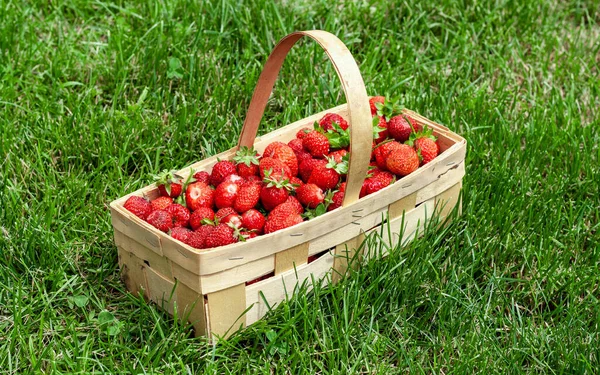 Panier en bois avec fraises rouges sur herbe verte — Photo