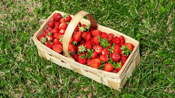 Yeşil çimenli kırmızı çilekli ahşap sepet.