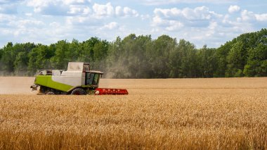 Buğday hasadını ekin tarlasında olgunlaşmış buğday hasat eder.
