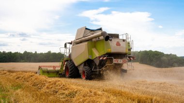 Buğday hasadını ekin tarlasında olgunlaşmış buğday hasat eder.
