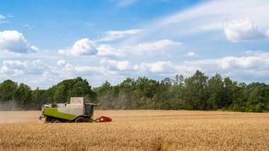 Buğday hasadını ekin tarlasında olgunlaşmış buğday hasat eder.