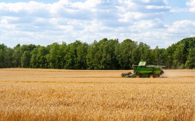 Buğday hasadını ekin tarlasında olgunlaşmış buğday hasat eder.