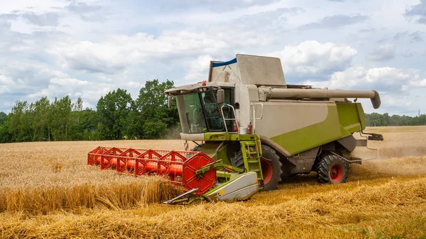 Buğday hasadını ekin tarlasında olgunlaşmış buğday hasat eder. — Stok fotoğraf