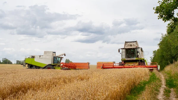 İki hasat işçisi olgunlaşmış buğday hasat ediyor. — Stok fotoğraf