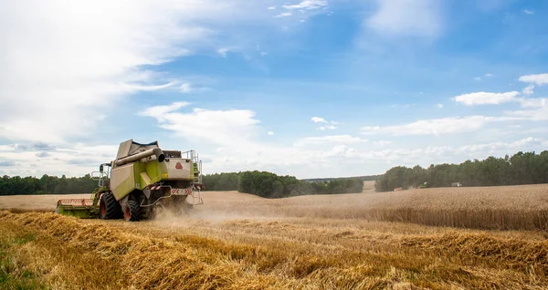Hasat hasadının olgunlaşmış buğdayının arka görüntüsü — Stok fotoğraf