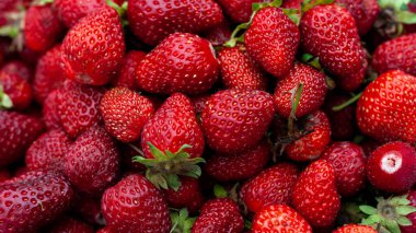 Taze toplanmış çilekler. Gıda arkaplanı. 