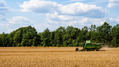 Buğday hasadını ekin tarlasında olgunlaşmış buğday hasat eder.