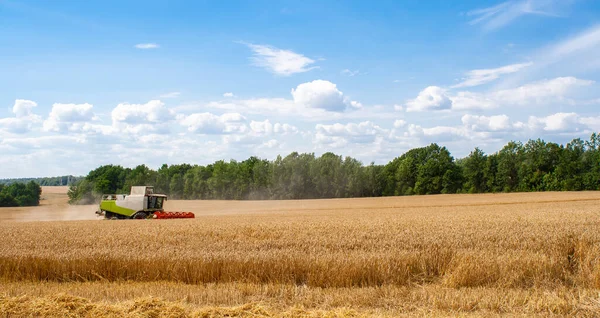 Buğday hasadını ekin tarlasında olgunlaşmış buğday hasat eder.