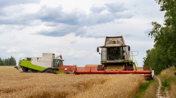 Два комбайна собирают спелую пшеницу — стоковое фото