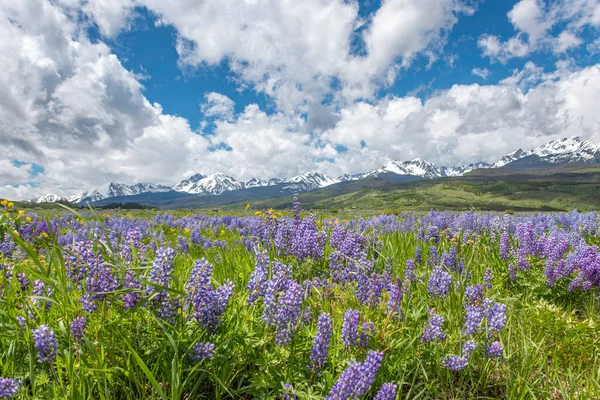 Colorado 'daki Gore Sıradağlarının eteklerindeki çiçek açan lupin tarlası.
