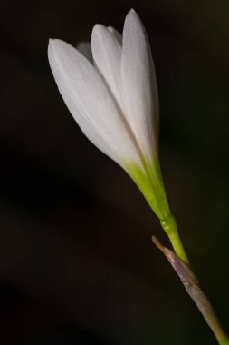 Bahçede yalnız beyaz yağmurlu bir zambak (Zephyranthes Candida),.