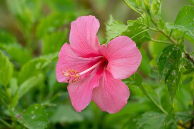 Bahçedeki pembe renkli bir Hibiscus çiçeğinin güzel bir çiçeği..