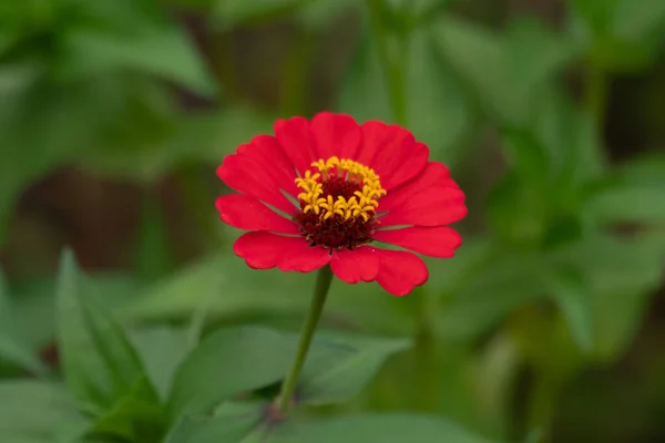 Close Lindamente Atraente Zinnia Vermelha Zinnia Violacea Jardim — Fotografia de Stock