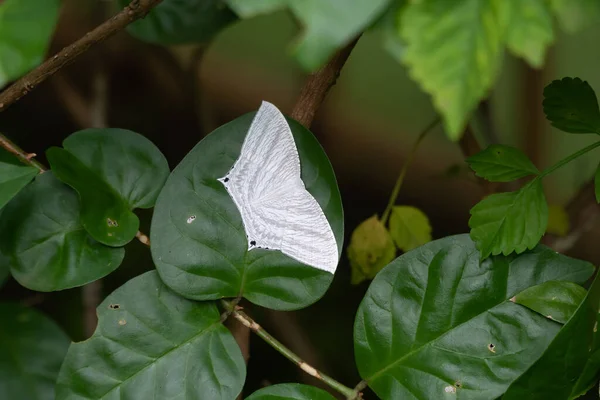 Указанная Плоская Бабочка Micronia Aculeata Отдыхающая Довольно Большом Зеленом Листе — стоковое фото