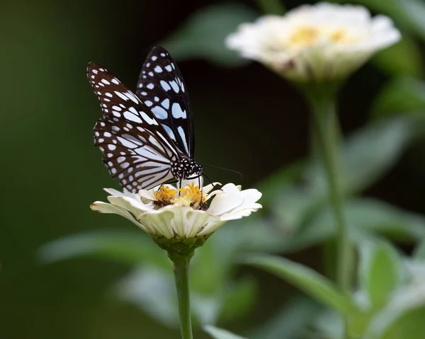 Красивая Синяя Бабочка Тигр Tirumala Limniace Питающаяся Белым Цветком Зиннии — стоковое фото