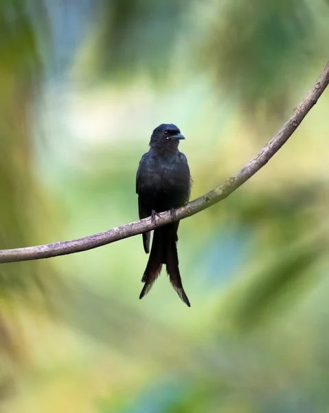 Belo Black Drongo Dicrurus Macrocercus Poleiro Karnataka Índia — Fotografia de Stock