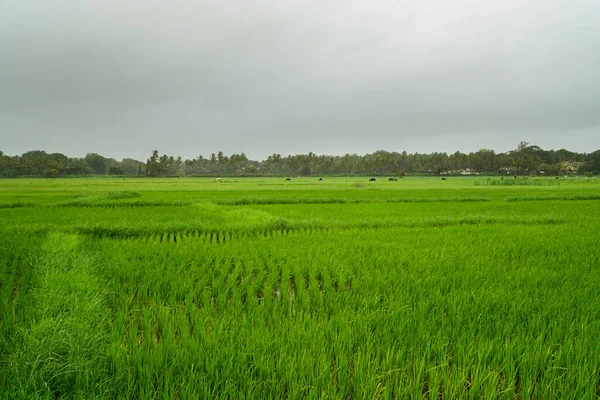 印度果阿季候风期间的绿树成荫的稻田 — 图库照片