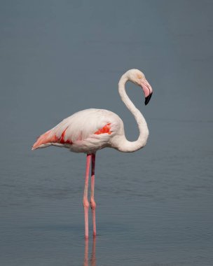 Bir Büyük Flamingo (Phoenicopterus roseus), Dubai, BAE 'deki Ras Al Khor' un sığ sularında dimdik ayakta duruyor..