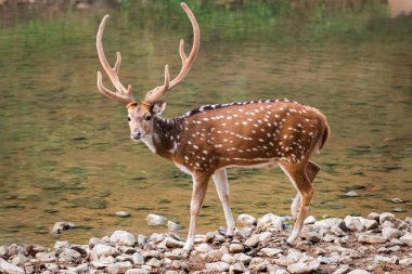 Bir erkek Benekli Geyik (Eksen), ayrıca Chital olarak da adlandırılır ve Hindistan 'da Ranthambore Tiger Reserve' de doğal olarak görülür..