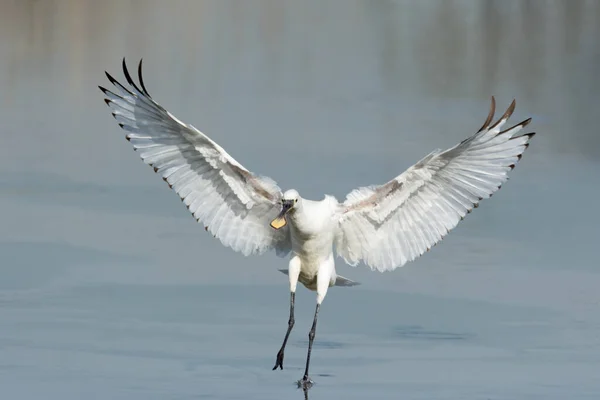 Una Cuchara Euroasiática Platalea Leucorodia Que Acaba Aterrizar Aguas Poco — Foto de Stock