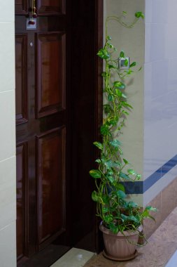 Bir para fabrikası (Epipremnum aureum), ayrıca Şeytanın Sarmaşığı olarak da bilinir..