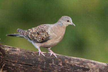 Bir doğu kaplumbağa güvercini (Streptopelia orientalis) ya da Rufous kaplumbağa güvercini, bir ağaç kütüğüne tünemiş ve yanlamasına bakıyor..