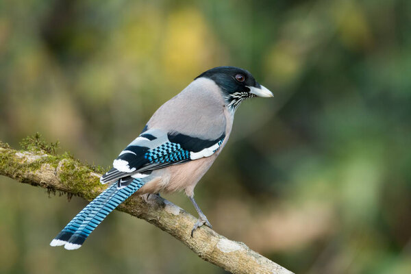 A beautiful Black-headed Jay (Garrulus lanceolatus), on a perch and is looking back. It's also called the Lanceolated Jay and is the same size as its close relative the Eurasian Jay.