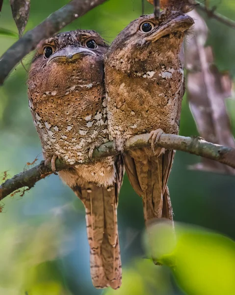 Hindistan 'ın Kerala kentindeki Thattekad ormanlarında tatlı bir çift Sri Lanka Frogmouth (Batrachostomus moniliger), konforlu bir dal üzerine tünemiştir..