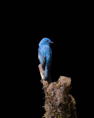 Sevimli bir erkek Nilgiri sinekkapanı (Eumyias albicaudatus), tünemiş ve koyu siyah bir arka planda.