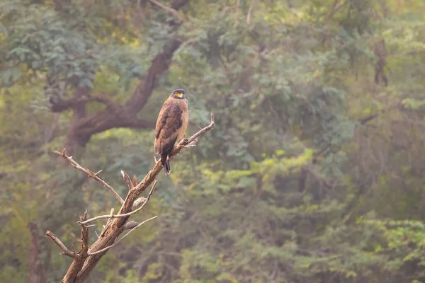 Crested Serpent Eagle Spilornis Cheela Perched Dead Tree Forests Ranthambore — Stock Photo, Image