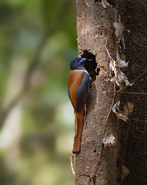 Göz Kamaştırıcı Bir Erkek Malabar Trogon Harpactes Fasciatus Bir Yuva — Stok fotoğraf