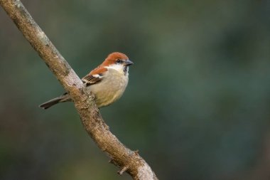 Erkek Russet Sparrow (Passer rutilans), Hindistan 'ın Uttarakhand kentindeki Sattal ormanlarında bir ağaç dalına tünemiştir..
