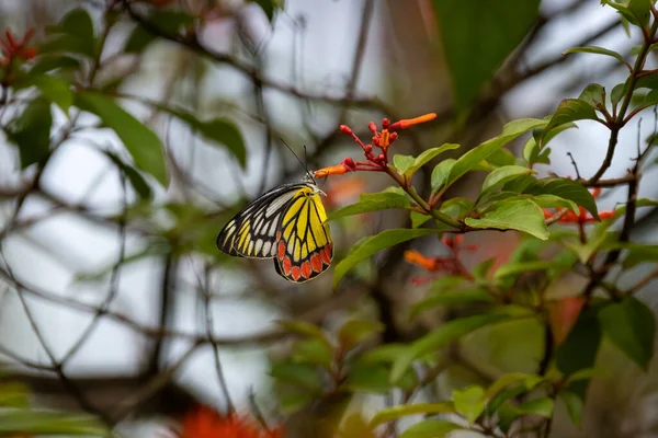 Jezebel Comum Delias Eucharis Borboleta Está Alimentando Néctar Algumas Flores — Fotografia de Stock