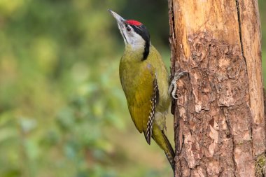 Gri başlı güzel bir ağaçkakan (Picus canus), Sattal - Uttarakhand, Hindistan 'da bir ağaç gövdesine tutunur..