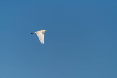 Tek güzel Büyük Akbalıkçıl (Ardea alba), arka planda açık mavi gökyüzü ile uçuyor..