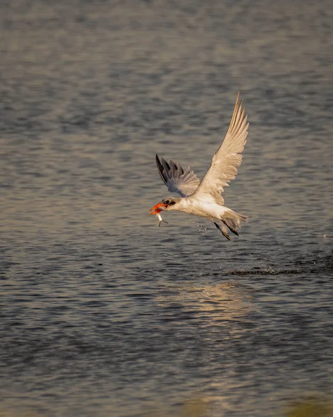 Rybitwa Zwyczajna Sterna Hirundo Odlatująca Połowem — Zdjęcie stockowe