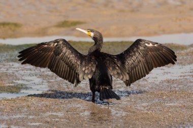 Bir Büyük Karabatak (Phalacrocorax carbo), Dubai, Birleşik Arap Emirlikleri 'ndeki Ras Al Khor' da kanatları geniş ve kurudur..