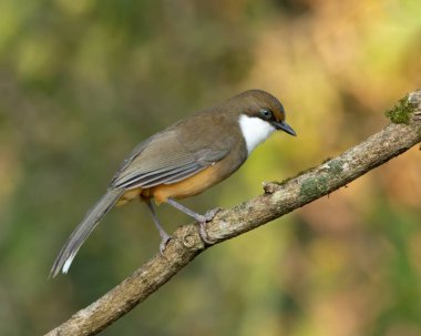 Hindistan 'ın Uttarakhand kentindeki Sattal ormanlarındaki bir ağaç dalına tünemiş, beyaz boğazlı bir Laughingthrush (Pterorhinus albogularis)..