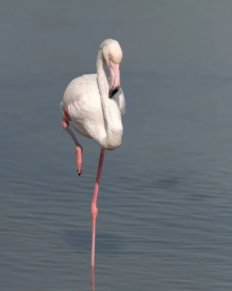 Beautiful Greater Flamingo Phoenicopterus Roseus Resting Eyes Closed Foot Raised — стокове фото